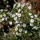Aster ericoides 'Golden Spray' GM P9