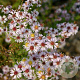 Aster ericoides 'Lovely' GM P9