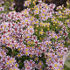 Aster ericoides 'Lovely' GM P9