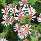 Aster ericoides 'Lovely' GM P9
