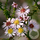 Aster ericoides 'Lovely' GM P9