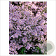 Aster ericoides 'Pink Cloud' GM P9