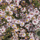 Aster ericoides 'Pink Cloud' GM P9