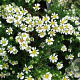 Aster ericoides 'Snowflurry' GM P9