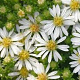 Aster ericoides 'Snowflurry' GM P9