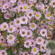 Aster (U) 'Esther' GM P9
