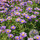 Aster frikartii 'Jungfrau' GM P9