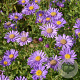 Aster frikartii 'Jungfrau' GM P9