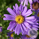 Aster frikartii 'Jungfrau' GM P9
