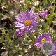 Aster frikartii 'Mönch' GM P9