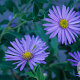 Aster frikartii 'Wunder von Stäfa' GM P9