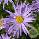 Aster frikartii 'Wunder von Stäfa' GM P9
