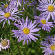 Aster frikartii 'Wunder von Stäfa' GM P9