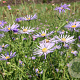 Aster frikartii 'Wunder von Stäfa' GM P9