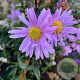 Aster 'Glow in the Dark' GM P9
