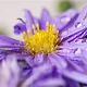 Aster (D) 'Herbstpurzel' GM P9