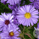 Aster (D) 'Herbstpurzel' GM P9
