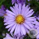 Aster (D) 'Herbstpurzel' GM P9