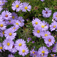 Aster (D) 'Herbstpurzel' GM P9