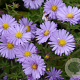 Aster (D) 'Herbstpurzel' GM P9
