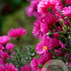 Aster (D) 'Jenny' GM P9