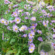Aster 'JS Barts Blue Beauty' GM P9