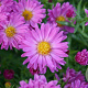 Aster (D) 'Kassel' GM P9