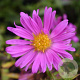 Aster (D) 'Kassel' GM P9