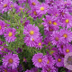 Aster (D) 'Kassel' GM P9