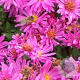 Aster (D) 'Kassel' GM P9