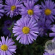 Aster (D) 'Lady in Blue' GM P9