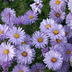 Aster (D) 'Lady in Blue' GM P9
