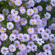 Aster (D) 'Lady in Blue' GM P9