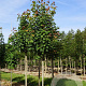 Acer rubrum 'Scanlon' 8-10 HO draadkluit