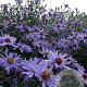 Aster 'Little Carlow' GM P9