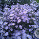Aster 'Little Carlow' GM P9