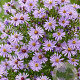 Aster 'Little Carlow' GM P9