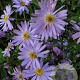 Aster 'Little Carlow' GM P9