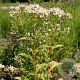 Aster macrophyllus 'Albus' GM P9
