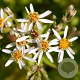 Aster macrophyllus 'Albus' GM P9