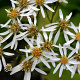 Aster macrophyllus 'Albus' GM P9