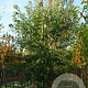 Acer s. 'Laciniatum Wieri' 20-25 HO draadkluit