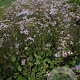Aster macrophyllus 'Twilight' GM P9