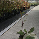 Aster macrophyllus 'Twilight' GM P9