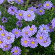 Aster (D) 'Mittelmeer' GM P9