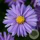 Aster (D) 'Mittelmeer' GM P9