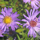 Aster (D) 'Mittelmeer' GM P9