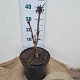 Aesculus hippocastanum 40-60 cm 7,5L