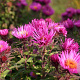 Aster n.-a. 'And. an Paul Gerber' GM P9