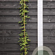 Akebia quinata 150-175 cm vierkant rond 5,5L